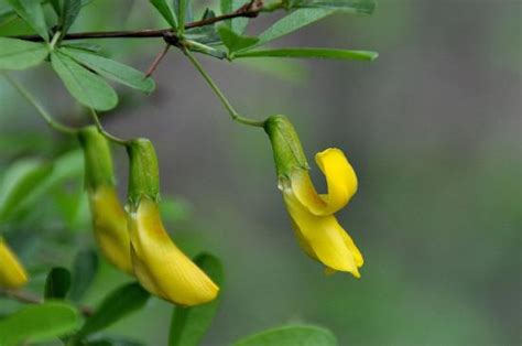 金雀花 花語|金雀花的花語